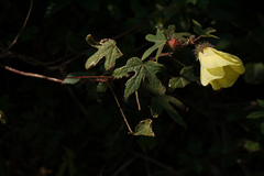 Hibiscus hispidissimus